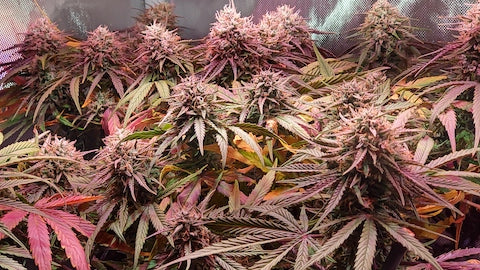 But Why Autoflowers? – Green Goddess Supply